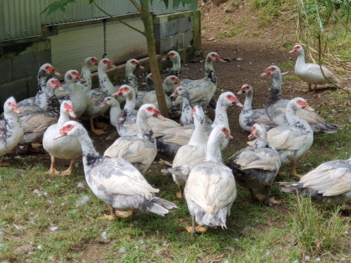 Canards Fermiers