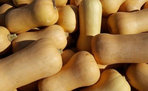 Courge